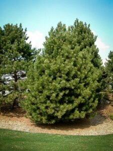 Сосна Чёрная (Pinus Nigra) купить по цене от 270.00р. в интернет-магазине «Посадика» с доставкой почтой в в Абдулино и по всей России – [изображение №1].