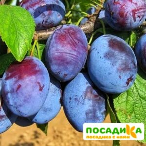 Слива Чачакская ранняя купить по цене от 229.00р. в интернет-магазине «Посадика» с доставкой почтой в в Абдулино и по всей России – [изображение №1].