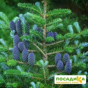 Пихта корейская (Abies koreana) купить по цене от 450.00р. в интернет-магазине «Посадика» с доставкой почтой в в Абдулино и по всей России – [изображение №1].