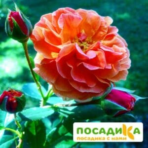 Роза Арабия купить по цене от 350.00р. в интернет-магазине «Посадика» с доставкой почтой в в Абдулино и по всей России – [изображение №1].