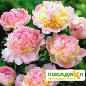 Пион Распберри Сандей (Paeonia Raspberry Sundae) купить по цене от 959р. в интернет-магазине «Посадика» с доставкой почтой в в Абдулино и по всей России – [изображение №1].