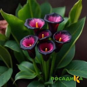 Калла Аура Лейс купить по цене от 400р. в интернет-магазине «Посадика» с доставкой почтой в в Абдулино и по всей России – [изображение №1].