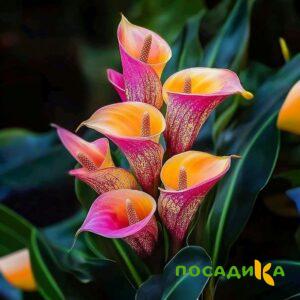 Калла Оникс купить по цене от 450р. в интернет-магазине «Посадика» с доставкой почтой в в Абдулино и по всей России – [изображение №1].