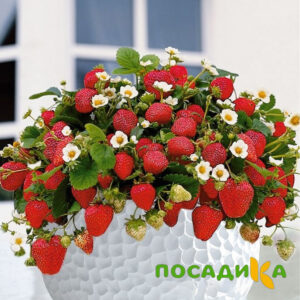 Клубника Рубиновый Шепот (горшечная) купить по цене от 240р. в интернет-магазине «Посадика» с доставкой почтой в в Абдулино и по всей России – [изображение №1].