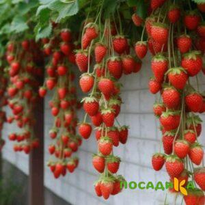 Клубника вьющаяся Комплимент купить по цене от 470р. в интернет-магазине «Посадика» с доставкой почтой в в Абдулино и по всей России – [изображение №1].