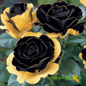 Роза Ханни Сикл купить по цене от 700р. в интернет-магазине «Посадика» с доставкой почтой в в Абдулино и по всей России – [изображение №1].