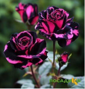 Роза Багровый Шепот купить по цене от 366р. в интернет-магазине «Посадика» с доставкой почтой в в Абдулино и по всей России – [изображение №1].