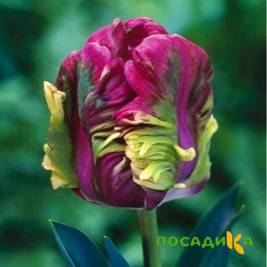 Тюльпан Экзотик Хэвен купить по цене от 186р. в интернет-магазине «Посадика» с доставкой почтой в в Абдулино и по всей России – [изображение №1].