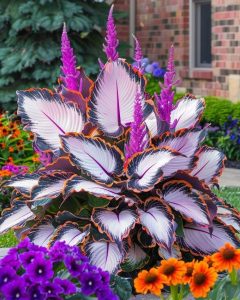 Хоста Кримэн Дрим купить по цене от 549р. в интернет-магазине «Посадика» с доставкой почтой в в Абдулино и по всей России – [изображение №1].