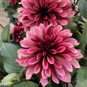 Георгин Перли Сансет купить по цене от 309р. в интернет-магазине «Посадика» с доставкой почтой в в Абдулино и по всей России – [изображение №1].