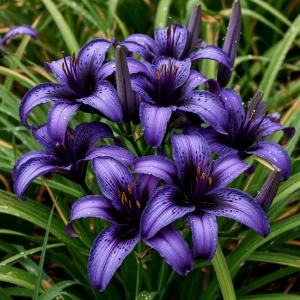 Лилейник Блю Айрис купить по цене от 324р. в интернет-магазине «Посадика» с доставкой почтой в в Абдулино и по всей России – [изображение №1].