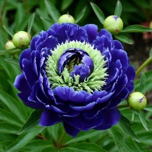 Пион Дримвивер купить по цене от 417р. в интернет-магазине «Посадика» с доставкой почтой в в Абдулино и по всей России – [изображение №1].