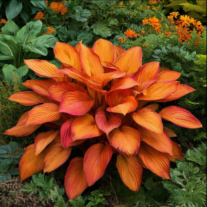 Хоста Солнечный Нектар купить по цене от 605р. в интернет-магазине «Посадика» с доставкой почтой в в Абдулино и по всей России – [изображение №1].