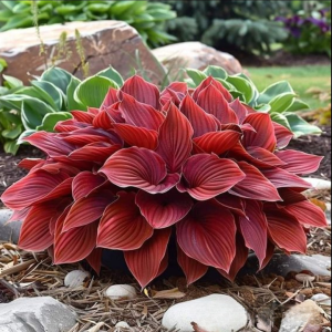 Хоста Рэд Эйнджл купить по цене от 549р. в интернет-магазине «Посадика» с доставкой почтой в в Абдулино и по всей России – [изображение №1].