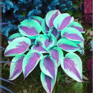 Хоста Висперин Бьюти купить по цене от 379р. в интернет-магазине «Посадика» с доставкой почтой в в Абдулино и по всей России – [изображение №1].