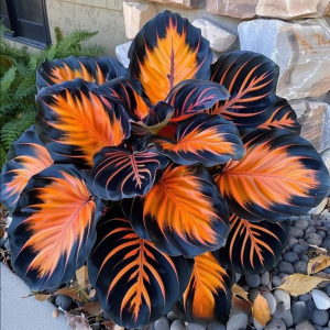 Хоста Сикрет Форест купить по цене от 601р. в интернет-магазине «Посадика» с доставкой почтой в в Абдулино и по всей России – [изображение №1].