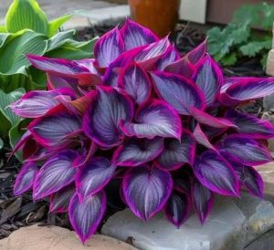 Хоста Сикрет Гарденс купить по цене от 549р. в интернет-магазине «Посадика» с доставкой почтой в в Абдулино и по всей России – [изображение №1].